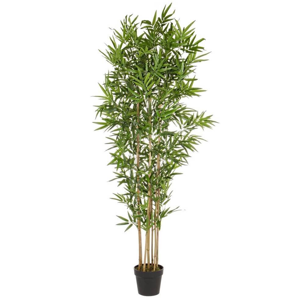 Pianta Bamboo con Vaso (2 Pezzi) – BAMBOO