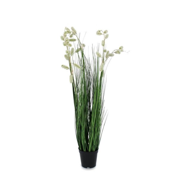 Pianta Grevillea Bianca con Vaso X5F H100 (4 Pezzi) – IMPERIALE