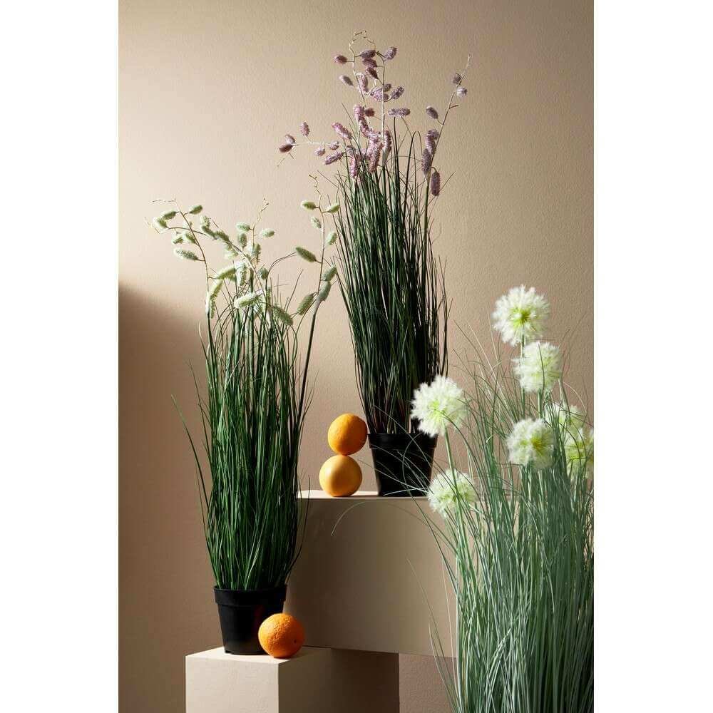 Pianta Grevillea Bianca con Vaso X5F H100 (4 Pezzi) – IMPERIALE