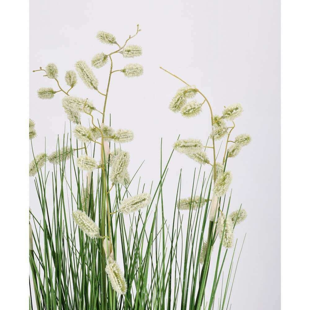 Pianta Grevillea Bianca con Vaso X5F H100 (4 Pezzi) – IMPERIALE