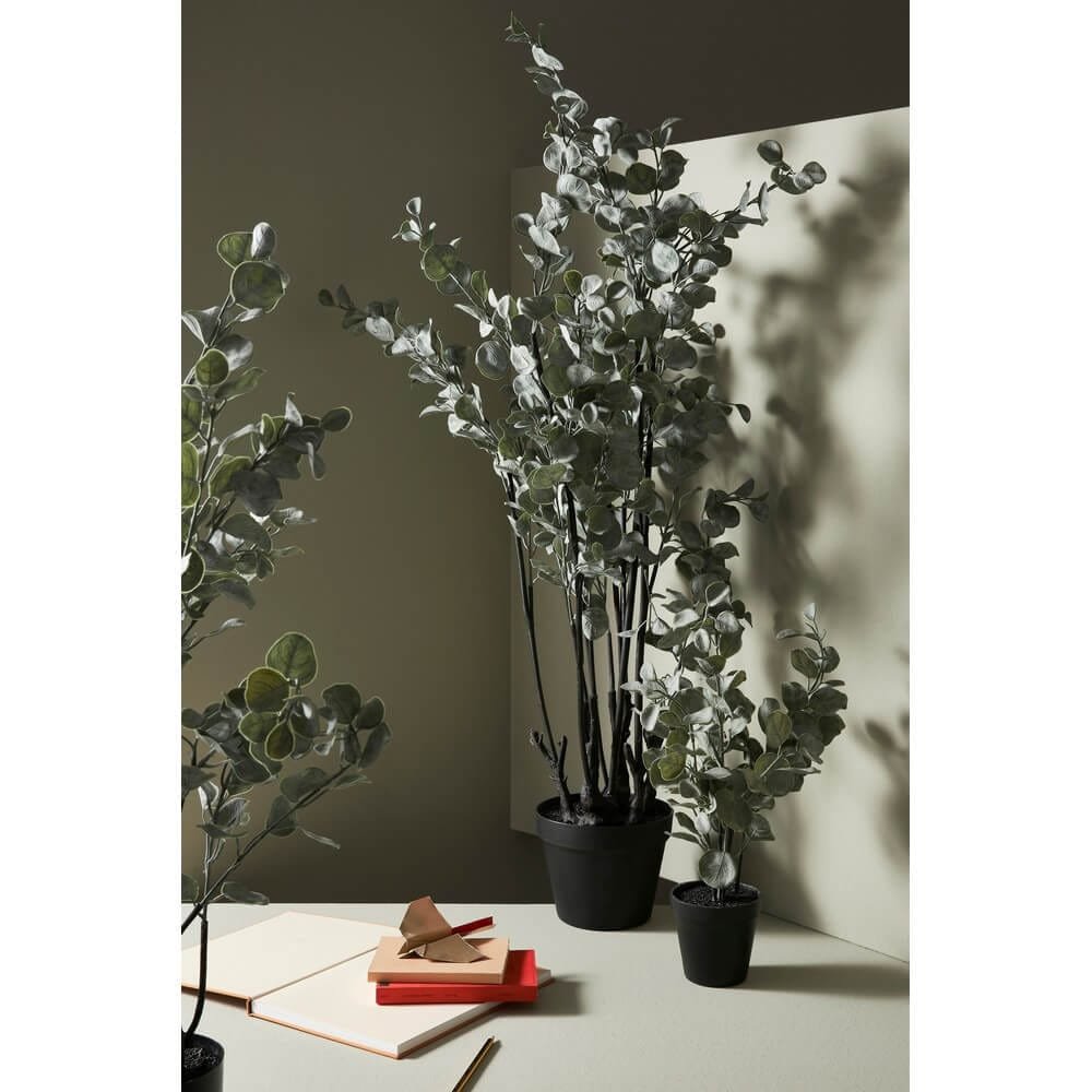 Pianta Eucalipcon Vaso H82 (4 Pezzi) – EUCALIPTO