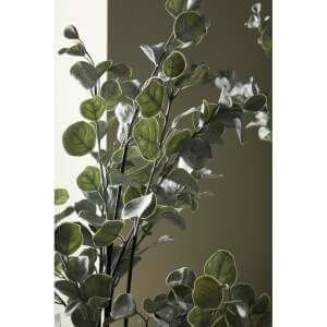 Pianta Eucalipcon Vaso H82 (4 Pezzi) – EUCALIPTO