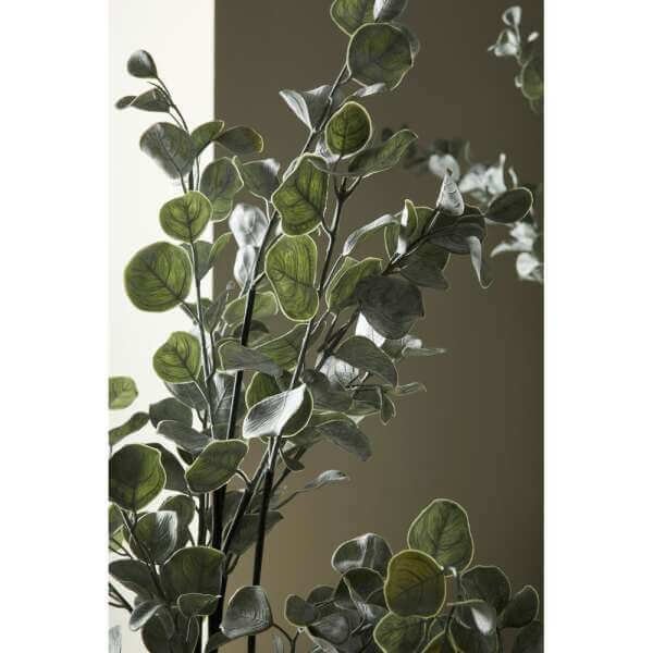 Pianta Eucalipcon Vaso H82 (4 Pezzi) – EUCALIPTO