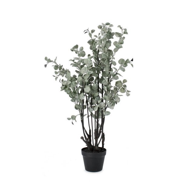 Pianta Eucalipcon Vaso H82 (4 Pezzi) – EUCALIPTO