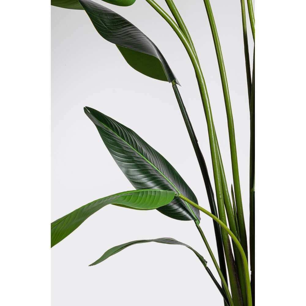 Pianta Strelitzia con Vaso 18Foglie H310 – RIFLETTORE