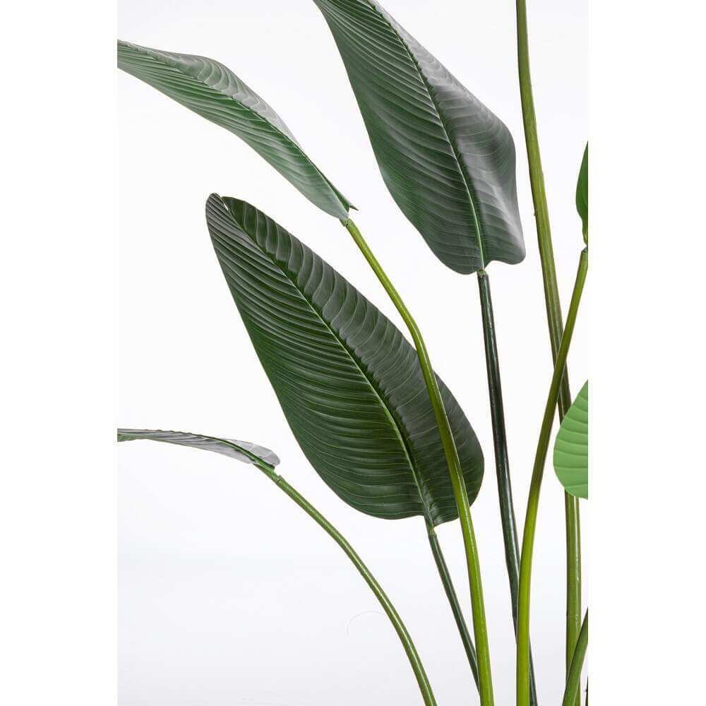 Pianta Strelitzia con Vaso 13Foglie H235 (2 Pezzi) – RIFLETTORE