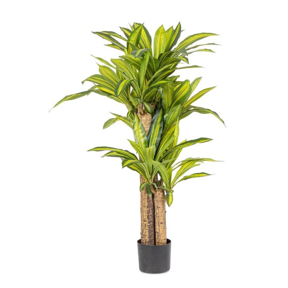 Pianta Dracaena con Vaso H130 (2 Pezzi) – SERAPHIM