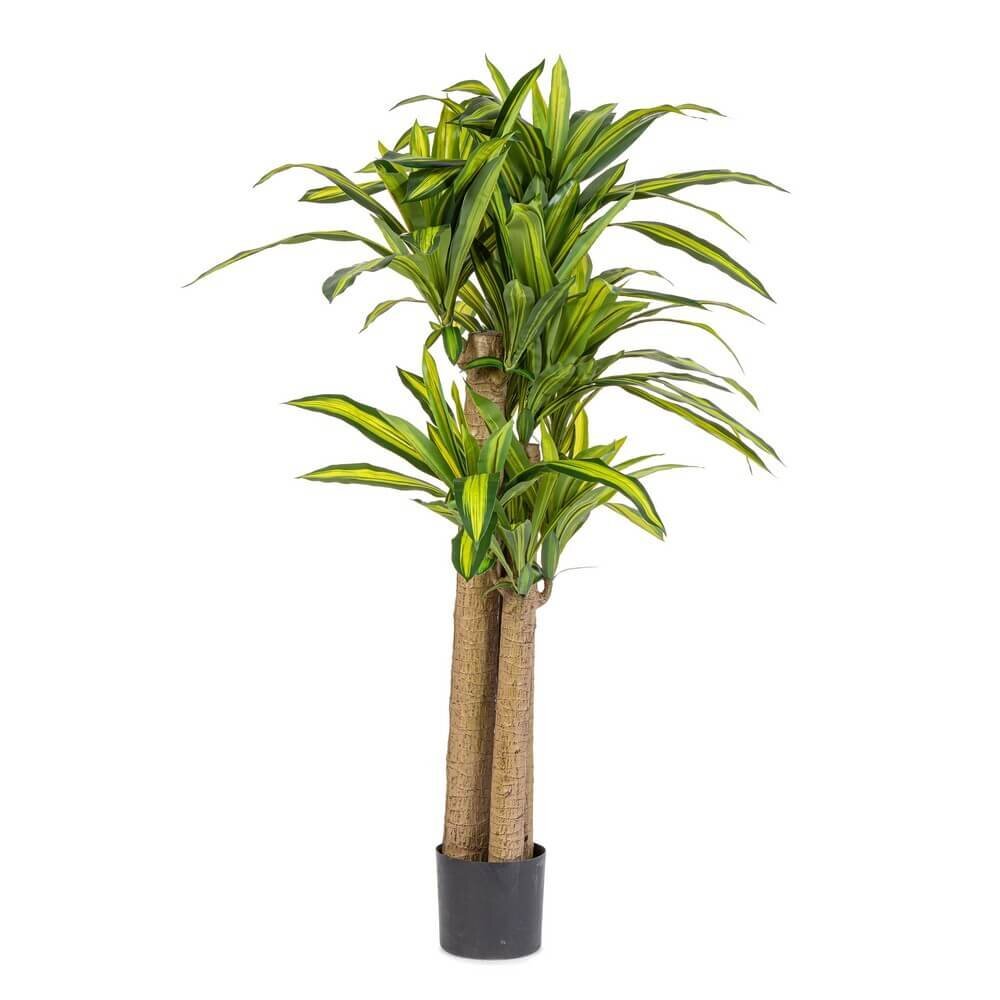 Pianta Dracaena con Vaso H150 (2 Pezzi) – SERAPHIM