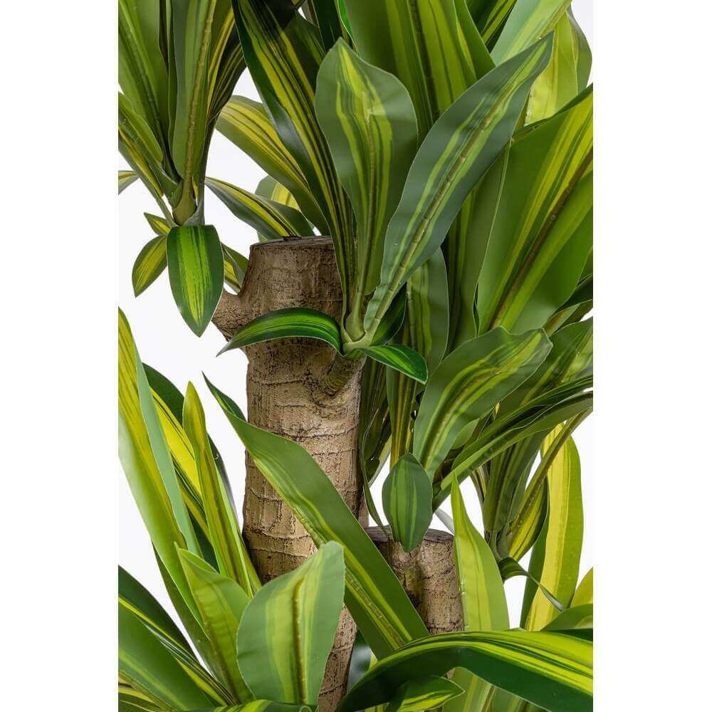 Pianta Dracaena con Vaso H150 (2 Pezzi) – SERAPHIM
