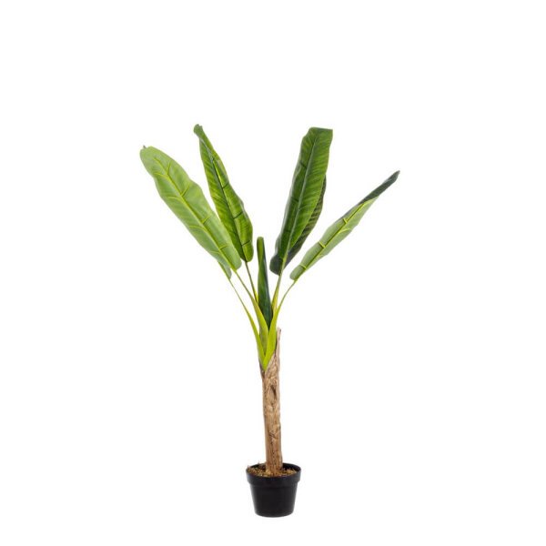 Pianta con Vaso 7Foglie H113 (4 Pezzi) – ZENITALE