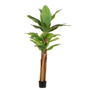 Pianta con Vaso 22Foglie H240 – ZENITALE