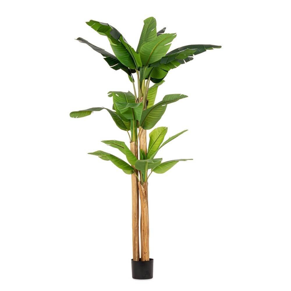 Pianta con Vaso 24Foglie H280 – ZENITALE