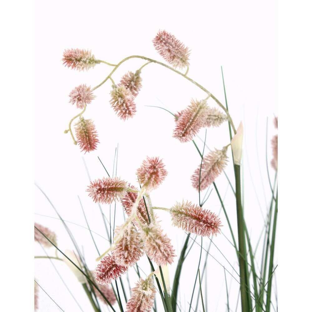 Pianta Grevillea Rosa con Vaso X5F H100 (4 Pezzi) – IMPERIALE