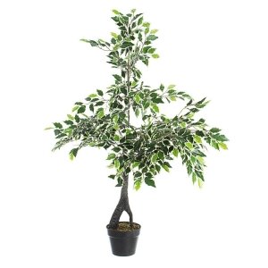 Pianta Variegacon Vaso X760F H120 (2 Pezzi) - FUSIONIS