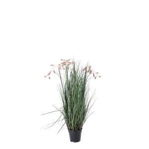 Pianta Grevillea Rosa con Vaso X5F H100 (4 Pezzi) - IMPERIALE