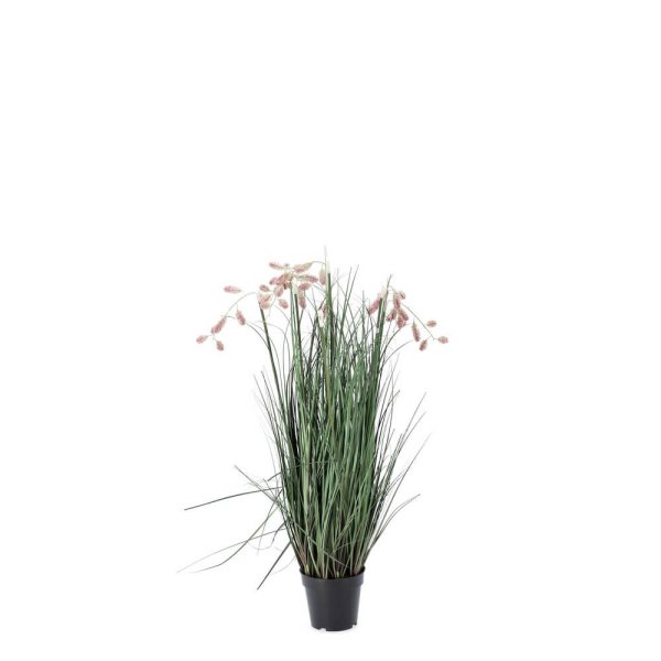 Pianta Grevillea Rosa con Vaso X5F H100 (4 Pezzi) - IMPERIALE