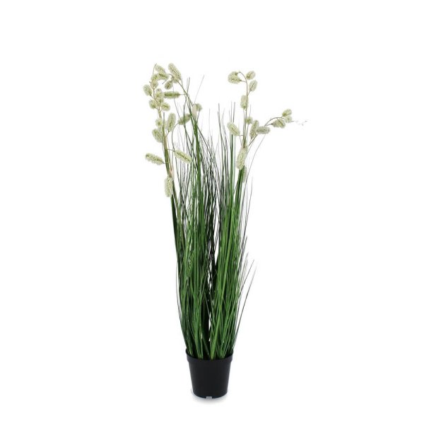 Pianta Grevillea Bianca con Vaso X5F H100 (4 Pezzi) - IMPERIALE