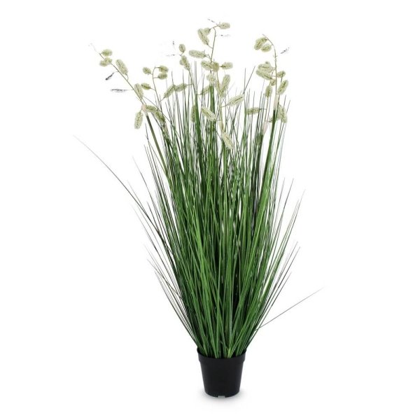 Pianta Grevillea Bianca con Vaso X7F H120 (4 Pezzi) - IMPERIALE