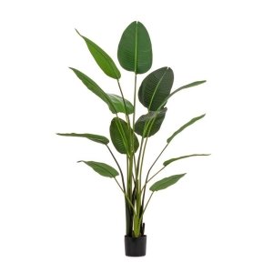 Pianta Strelitzia con Vaso 13Foglie H185 (2 Pezzi) - RIFLETTORE
