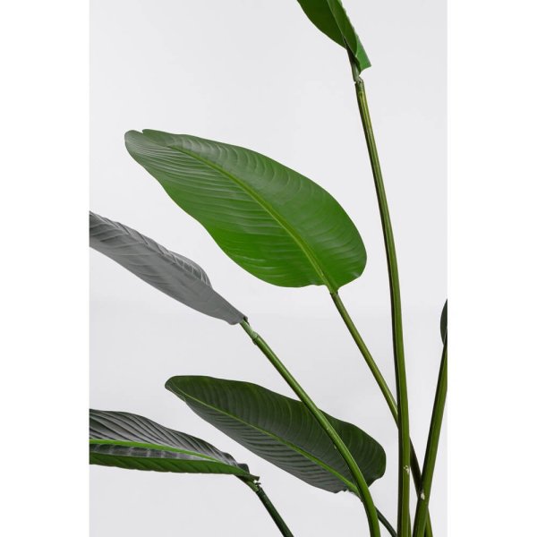 Pianta Strelitzia con Vaso 13Foglie H185 (2 Pezzi) – RIFLETTORE