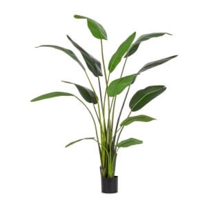 Pianta Strelitzia con Vaso 13Foglie H235 (2 Pezzi) - RIFLETTORE