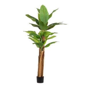 Pianta con Vaso 22Foglie H240 - ZENITALE