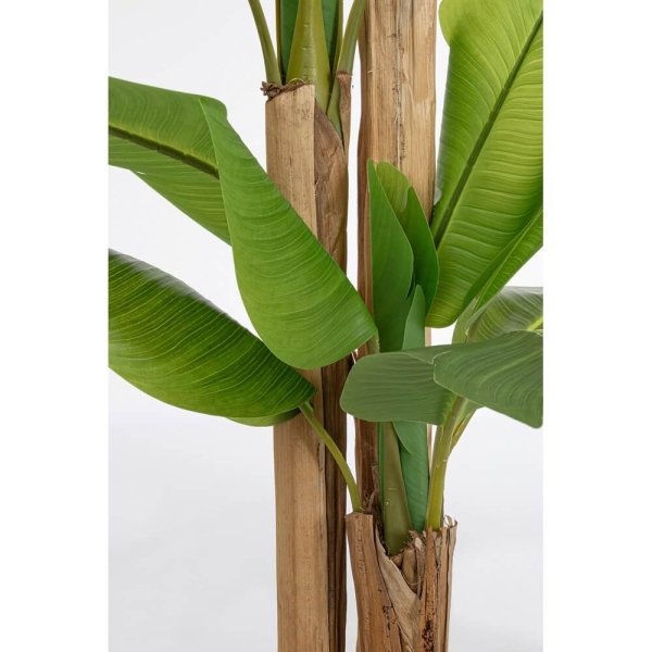 Pianta con Vaso 24Foglie H280 – ZENITALE