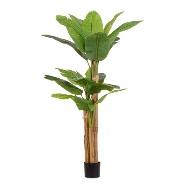 Pianta con Vaso Plastica Verde da Interno H200 cm - ZENITALE
